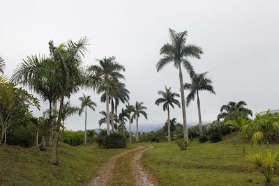 tropical climate of Latin America