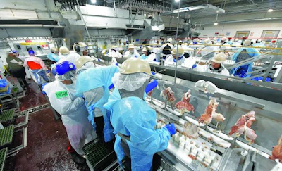 wayne-farms-deboning-line