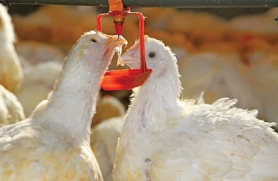 White Broilers Drinking Closeup