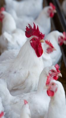 White Chickens In Poultry House 8