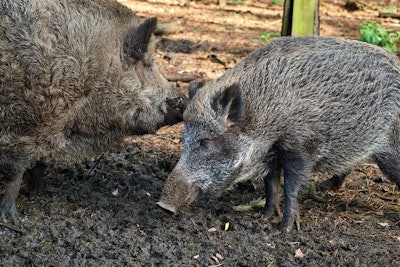Wild Boar African Swine Fever