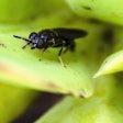 Black Soldier Fly