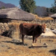 Brown Cow Outside In Korea