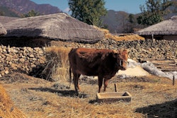 Brown Cow Outside In Korea