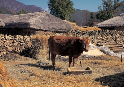 Brown Cow Outside In Korea