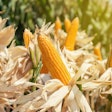 Corn In Field
