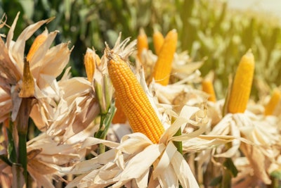 Corn In Field
