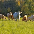 Cows Field Grass