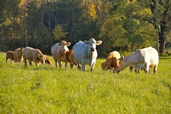 Cows Field Grass