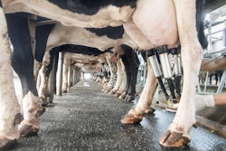 Dairy Cattle Milking
