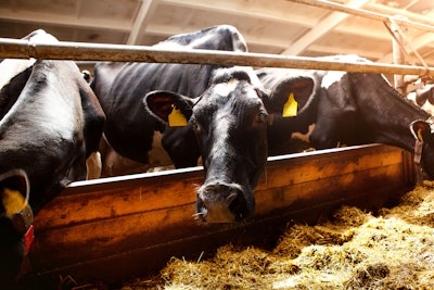 Dairy Cows Eating Silage