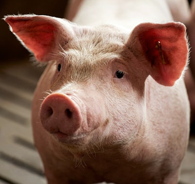 IFF SC 3 thumbnail 20190704 110 days old 4729 copia 2