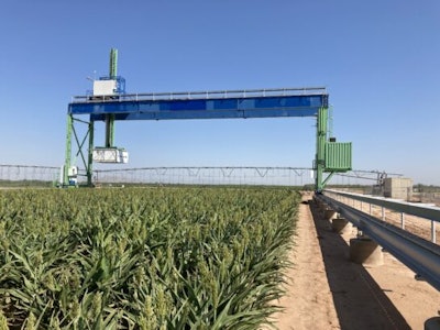 Image 2 Gantry Sorghum