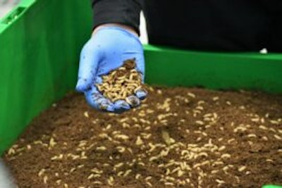 Larvae Black Solider Fly Via Bulher Group