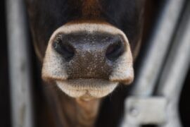 Cow Via Pixabay