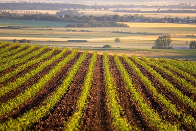 New Corn In Field