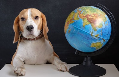 Beagle Dog Globe Global Business
