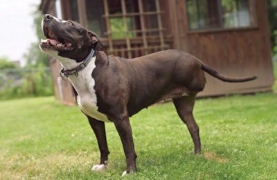 Freshpet princess 3legs