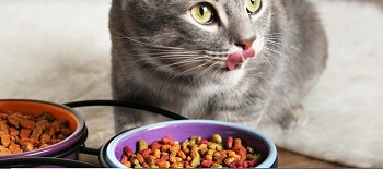 Cat eating kibble
