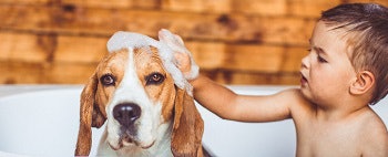 dog getting a bath