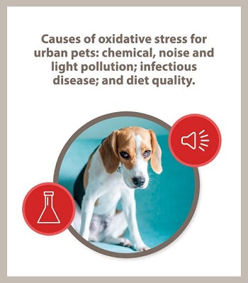 Hound callout graphic