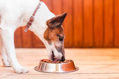 Terrier eating from bowl