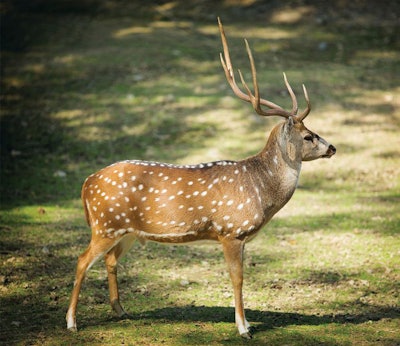 axis-deer-chital