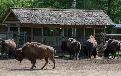 Bison Farm Novel Protein