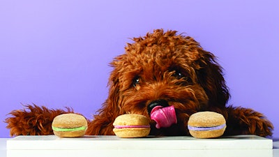 bonne-filou-with-macarons