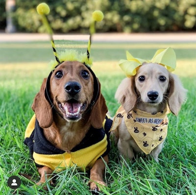 honey-im-home-bee-dogs