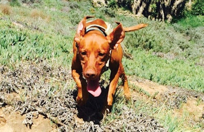 keto-pet-sanctuary-cali-running