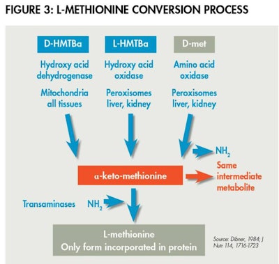 Methionine Conversion 1604 Pe Tmethionine Fig3