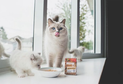 petcurean now fresh cat stew