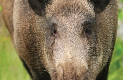 wild-boar-feral-hog