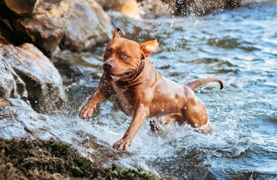 zachs-samson-in-water