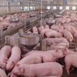 Pigs In Breeding Farm