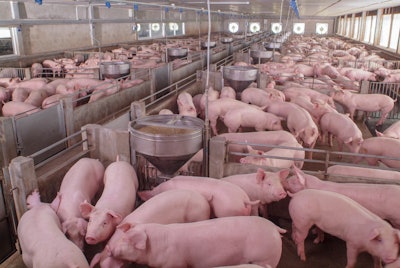Pigs In Breeding Farm