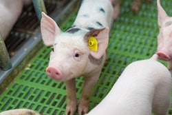 Pink Pigs On The Farm