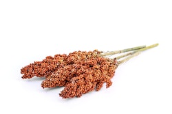 Sorghum On White Bkgrnd