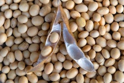 Soybeans P Petro Bigstock