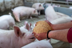 Swine Feed In Hands Smiling Pig