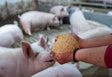 Swine Feed In Hands Smiling Pig