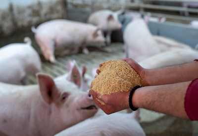 Swine Feed In Hands Smiling Pig