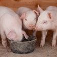 Three Piglets Eating