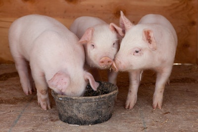 Three Piglets Eating