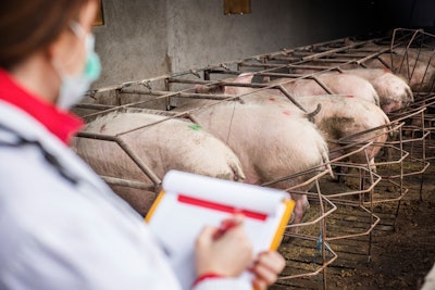 Vet Examining Pigs 1