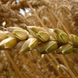 Wheat Spike In Field