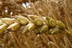 Wheat Spike In Field