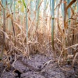 Wheat Stalks In Drought Field