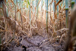 Wheat Stalks In Drought Field